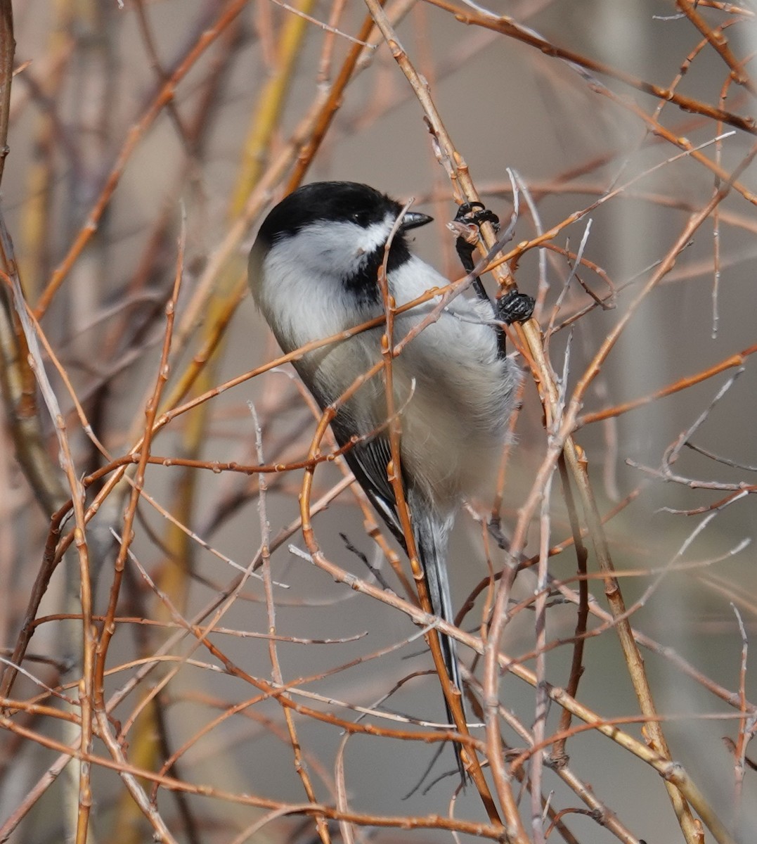 Black-capped Chickadee - ML646658001