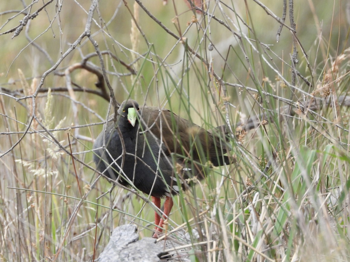 Black-tailed Nativehen - ML646658003
