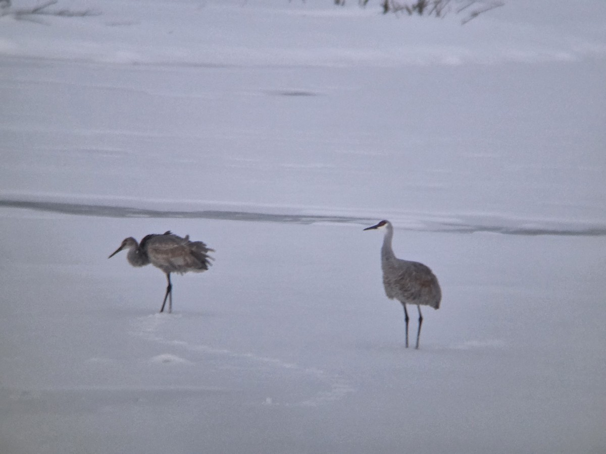 Sandhill Crane - ML646658008