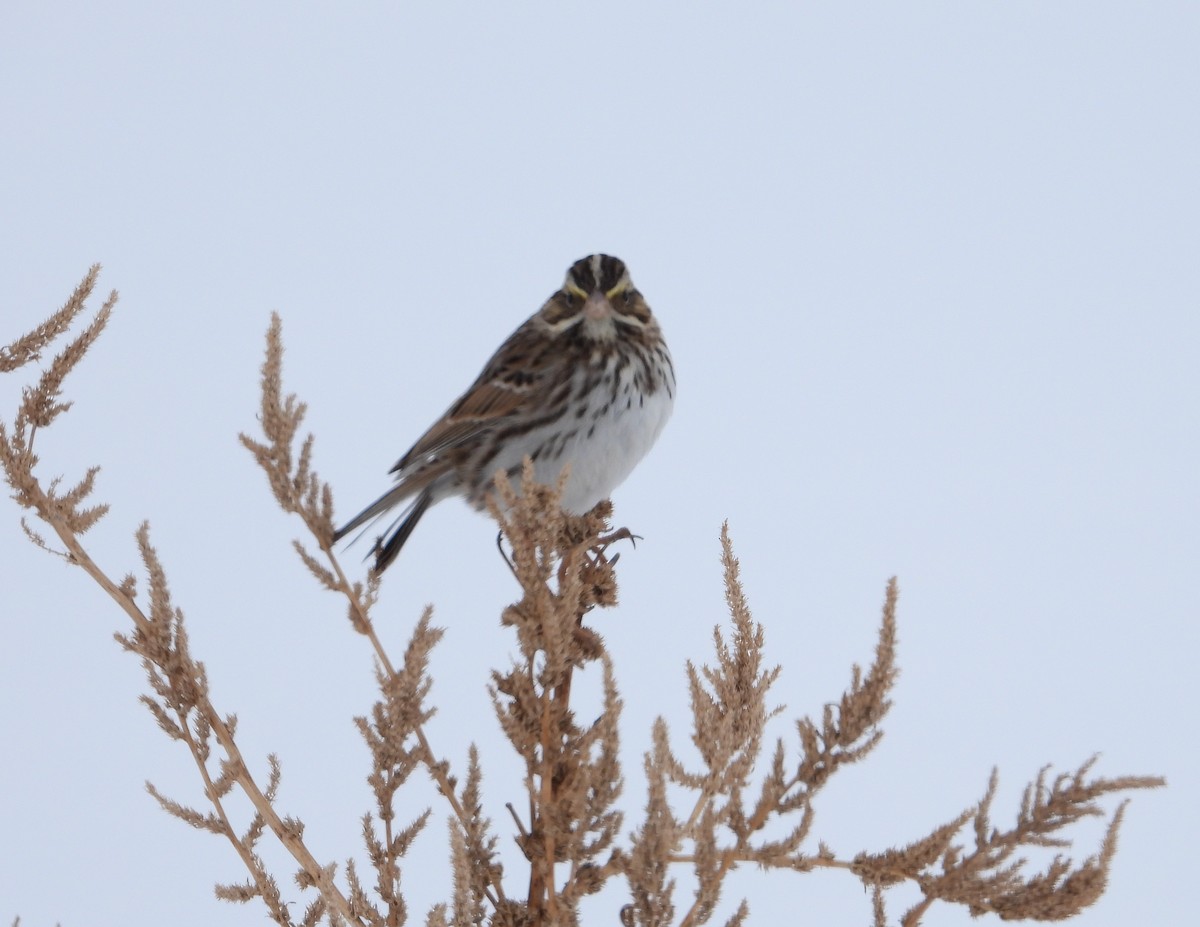 Пасовник савановий - ML646658009