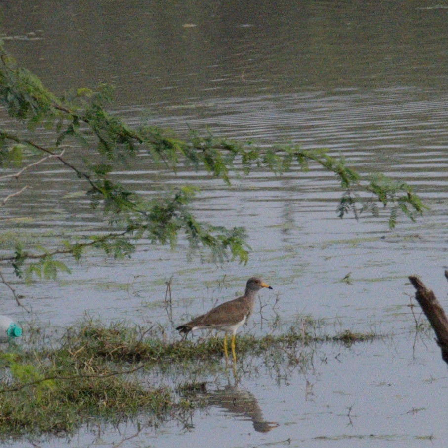 跳鴴 - ML646658010