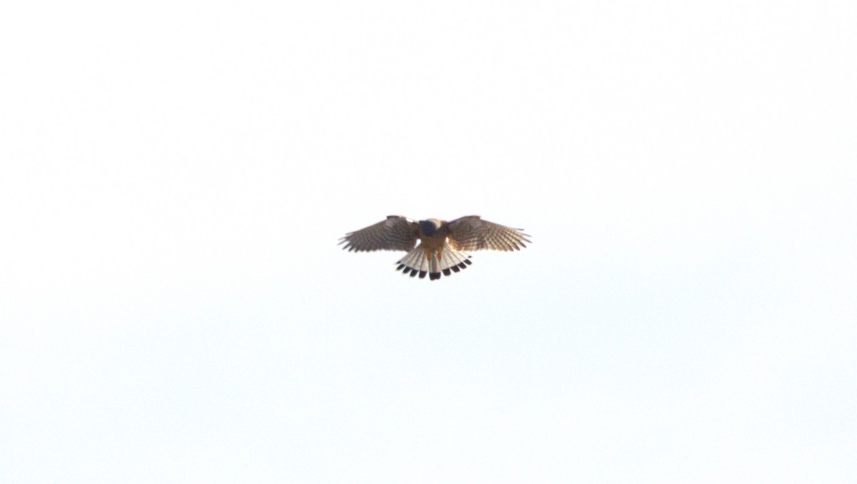 Eurasian Kestrel - ML646658011