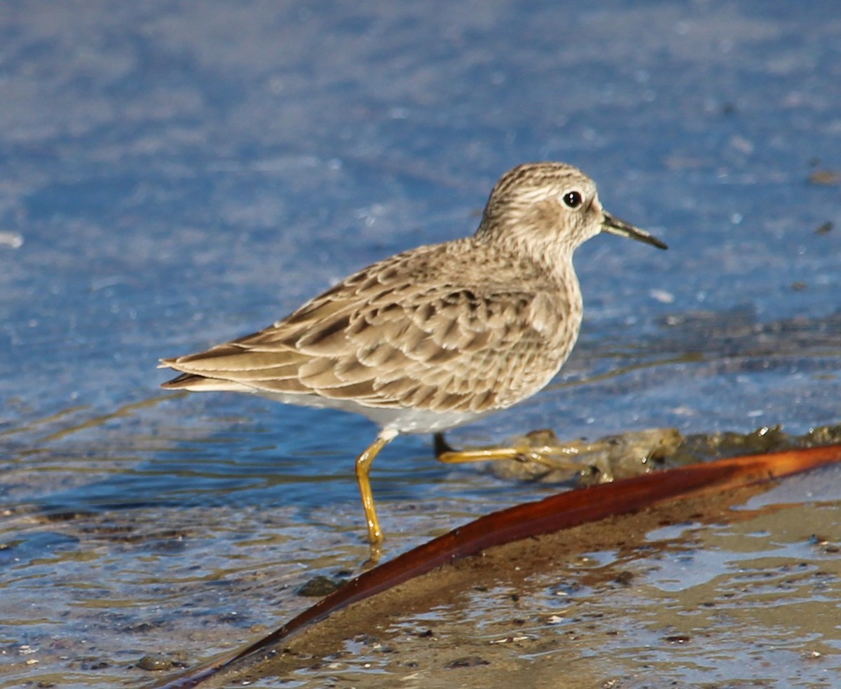 Wiesenstrandläufer - ML646658012