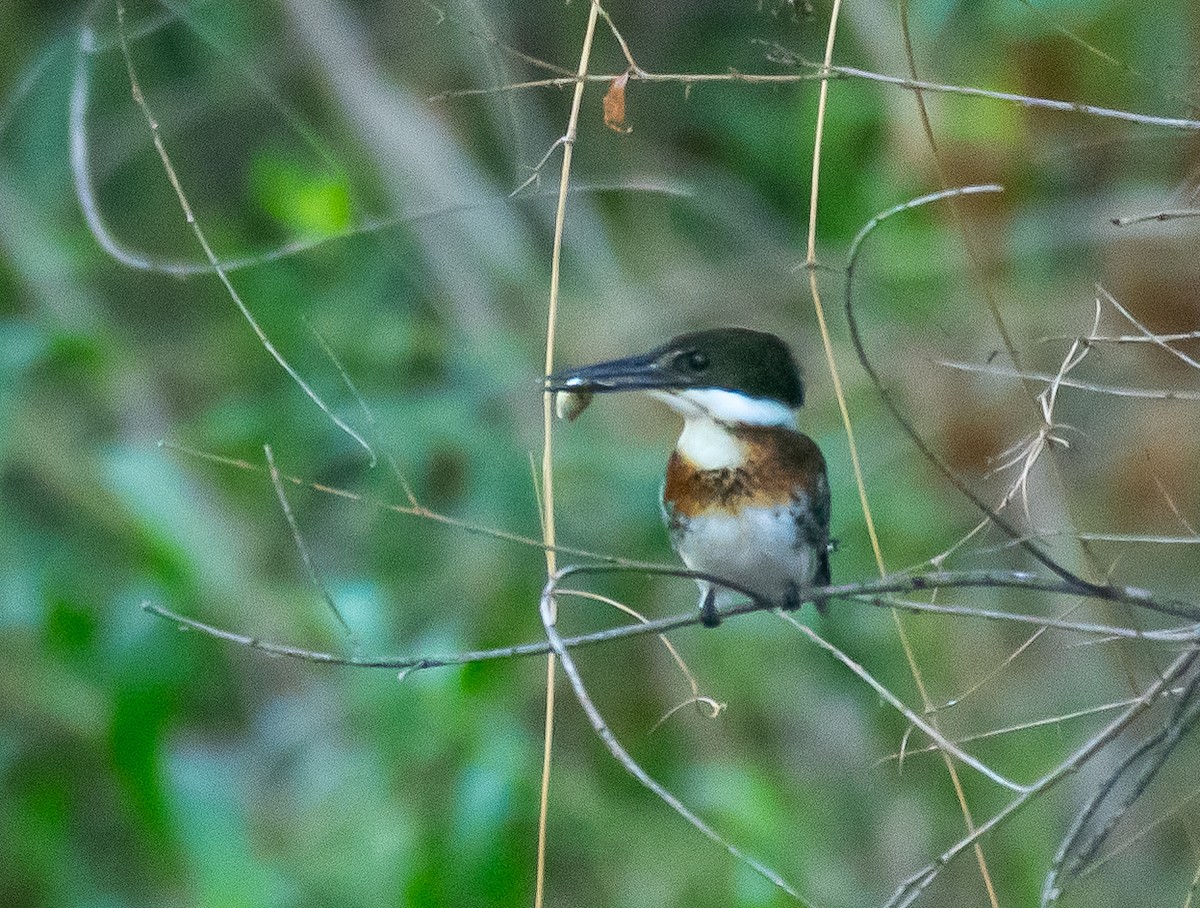 Green Kingfisher - ML646658013