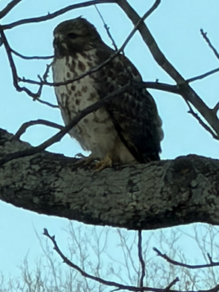 Red-shouldered Hawk - ML646658014