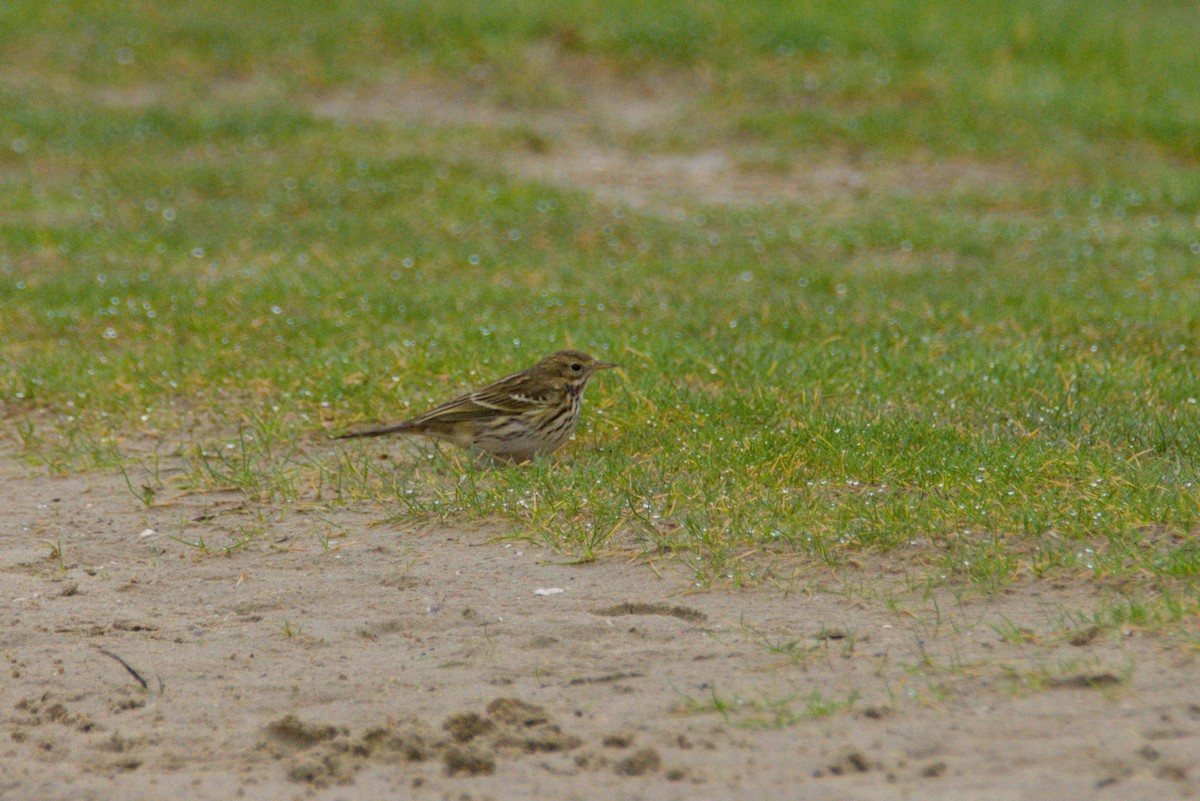 Wiesenpieper - ML646658015