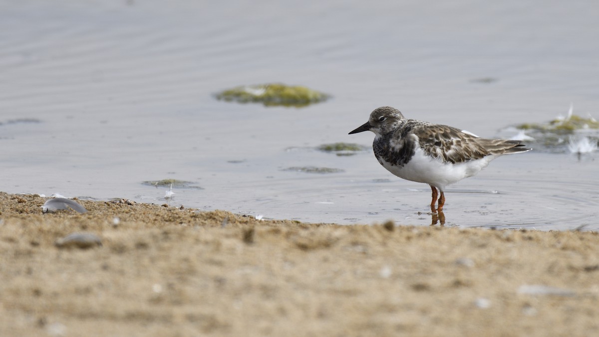 Алаг хайргач - ML646658016