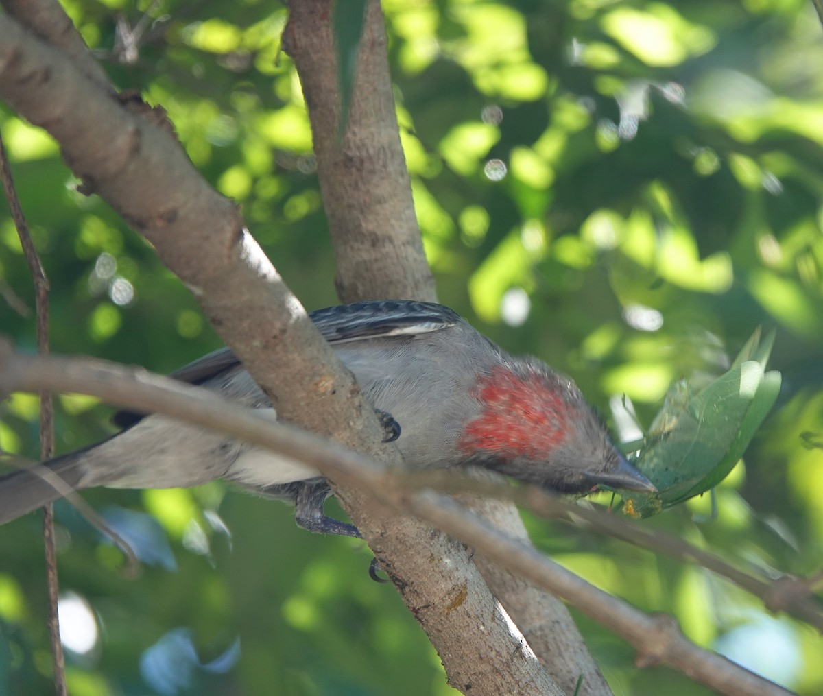 Rose-throated Becard - ML646658017