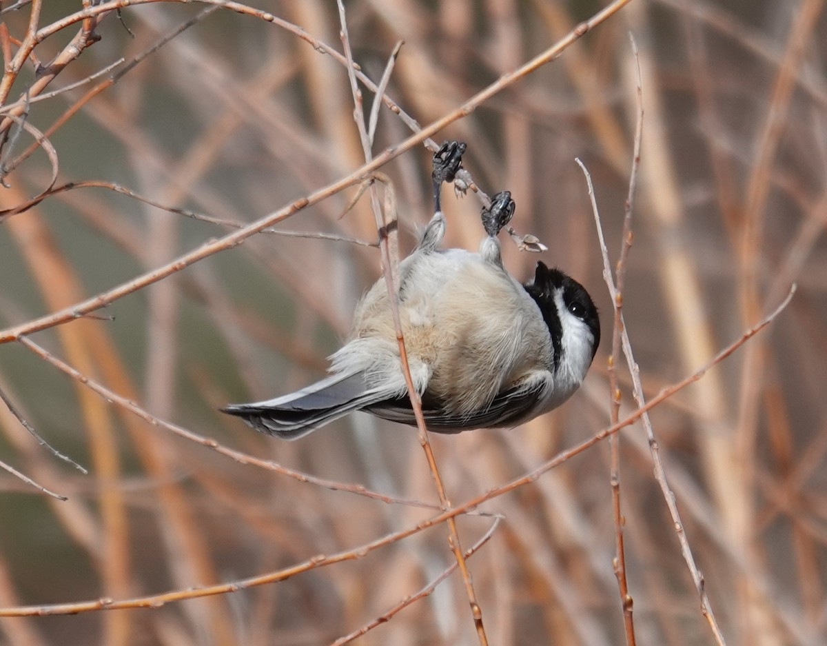 Black-capped Chickadee - ML646658018