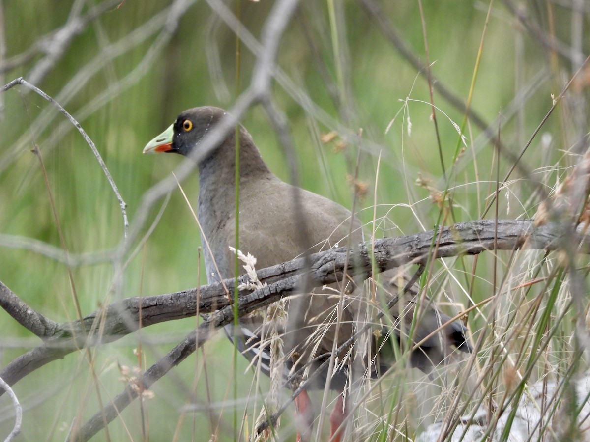 Black-tailed Nativehen - ML646658019