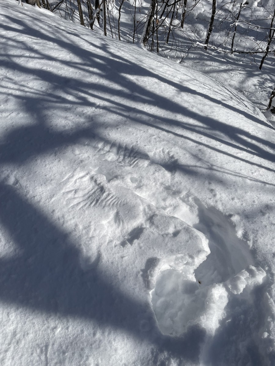 jeřábek kanadský - ML646658023