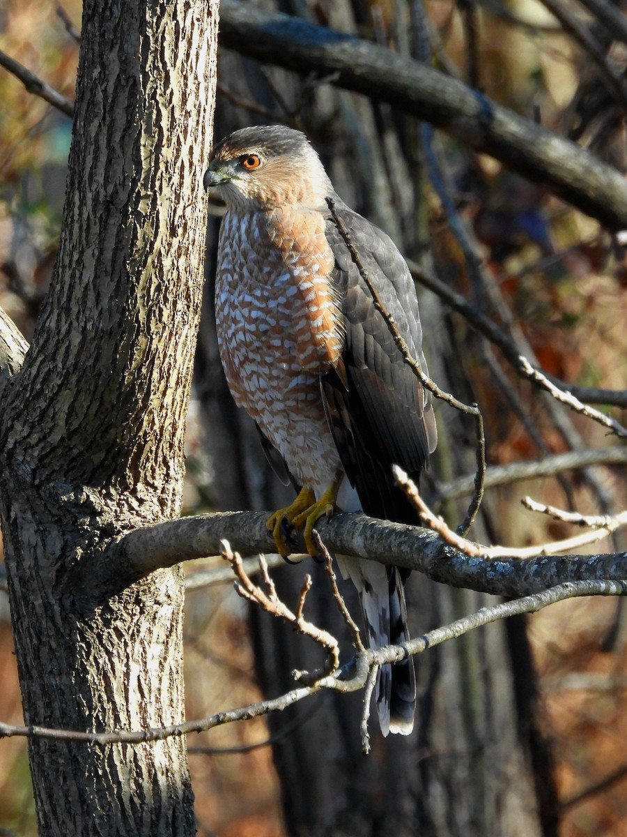 Cooper's Hawk - ML646658024