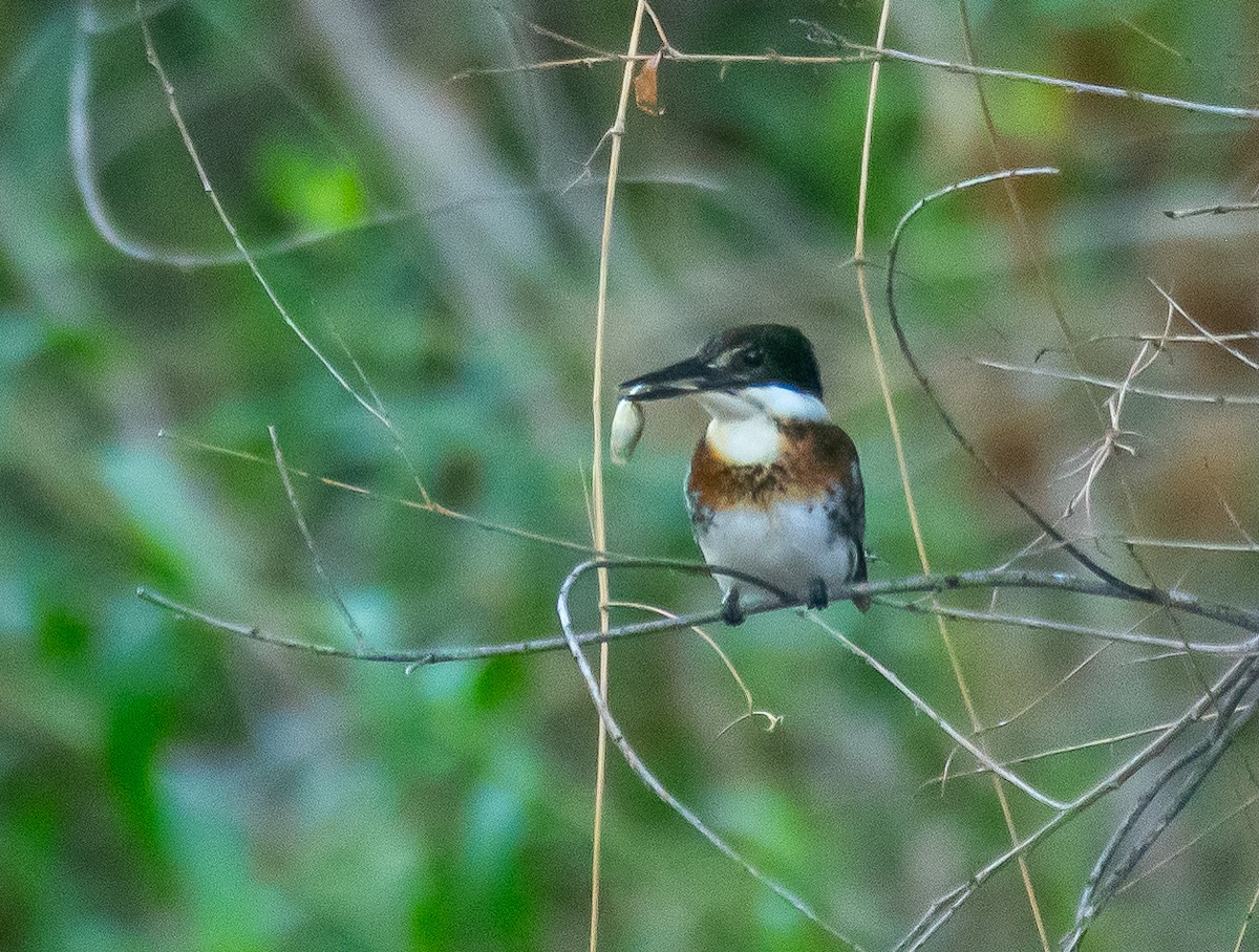 Green Kingfisher - ML646658025