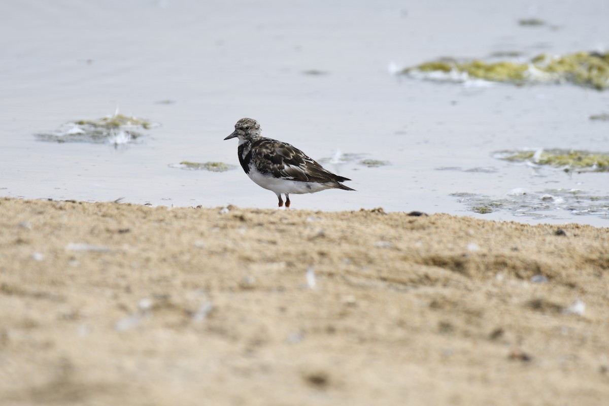 Алаг хайргач - ML646658026