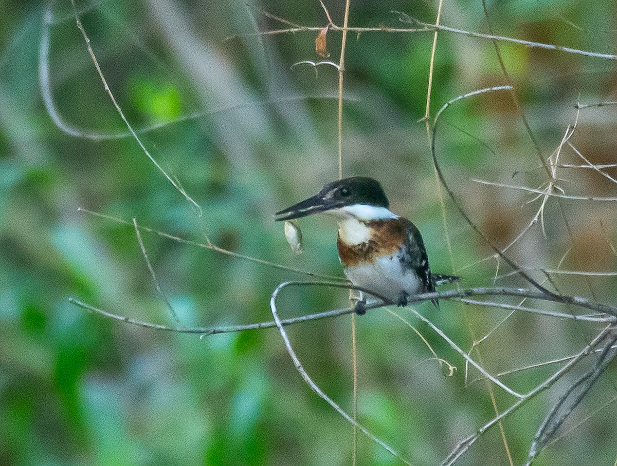 Green Kingfisher - ML646658027
