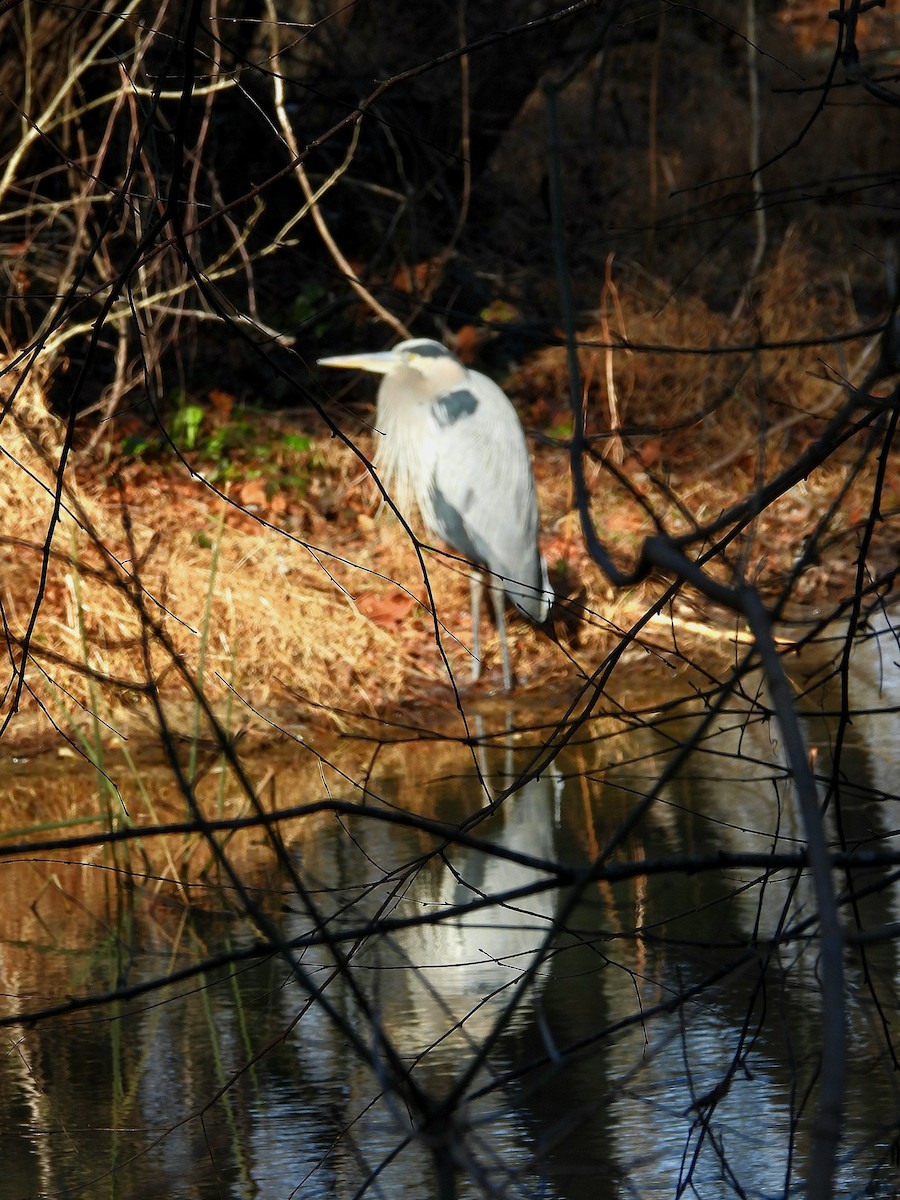 Great Blue Heron - ML646658028