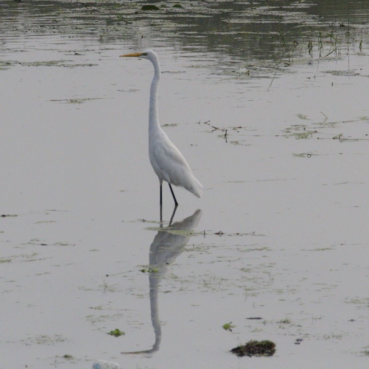 大白鷺 - ML646658029