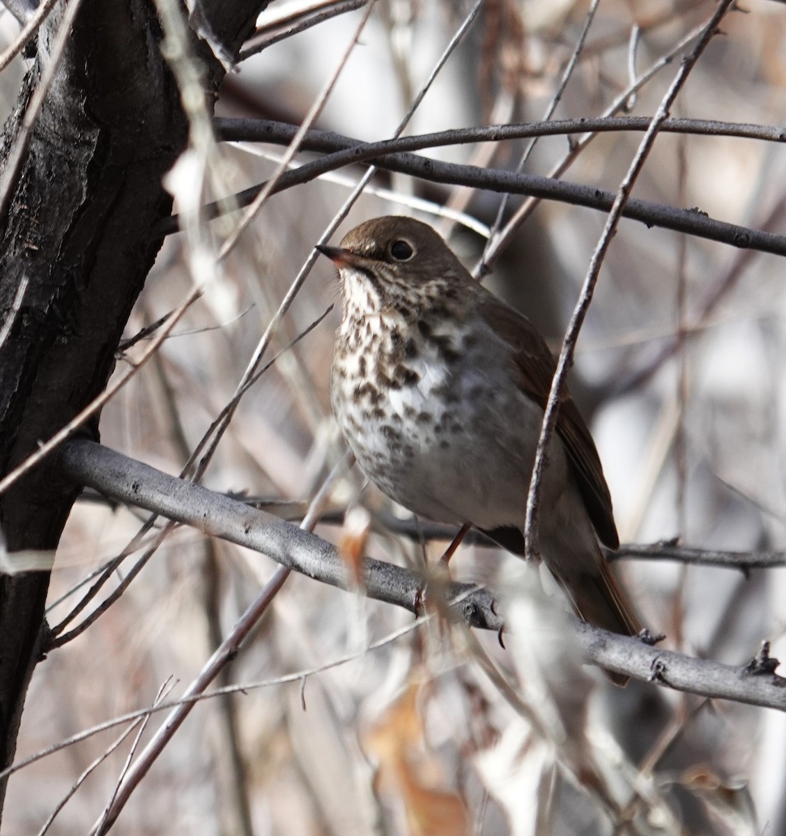 Hermit Thrush - ML646658030