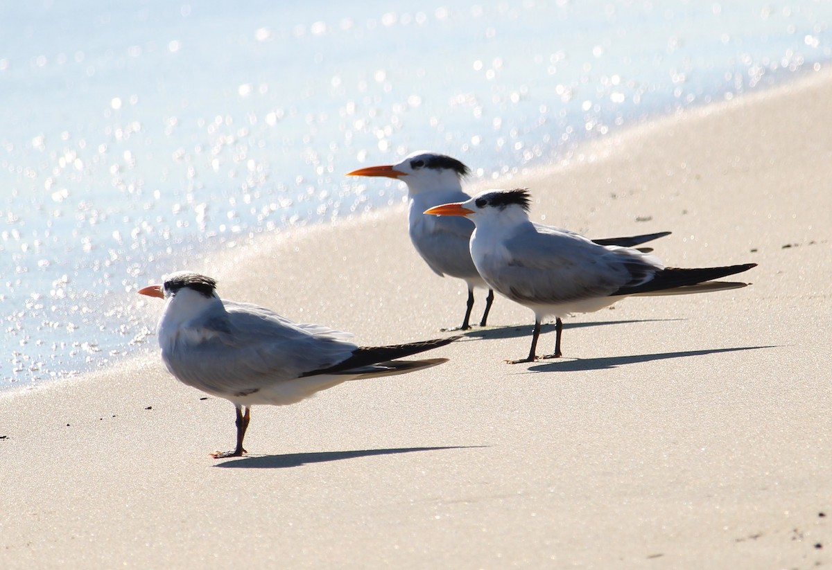 Königsseeschwalbe - ML646658031