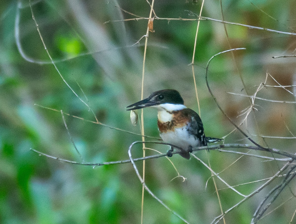 Green Kingfisher - ML646658032