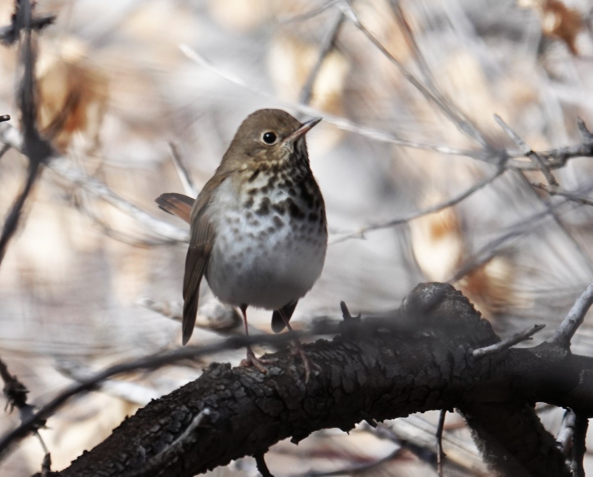 Hermit Thrush - ML646658038