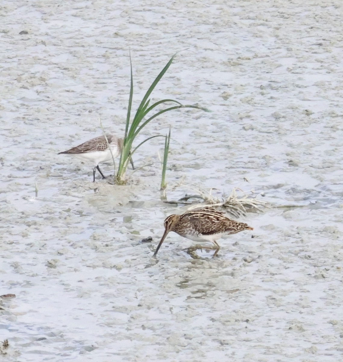 Agachadiza Común - ML646658040