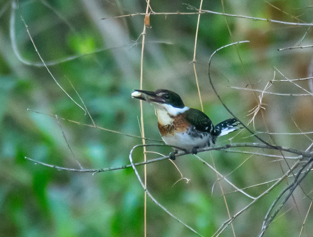 Green Kingfisher - ML646658041