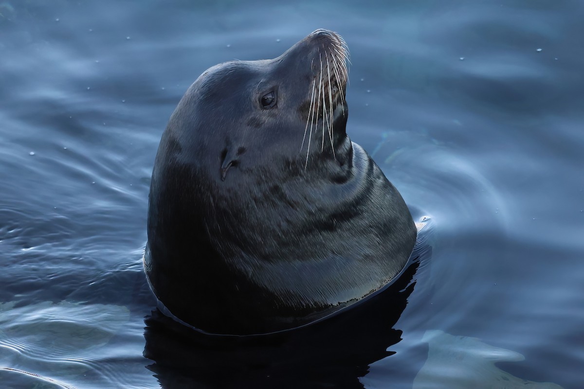 Animals - ML646658042