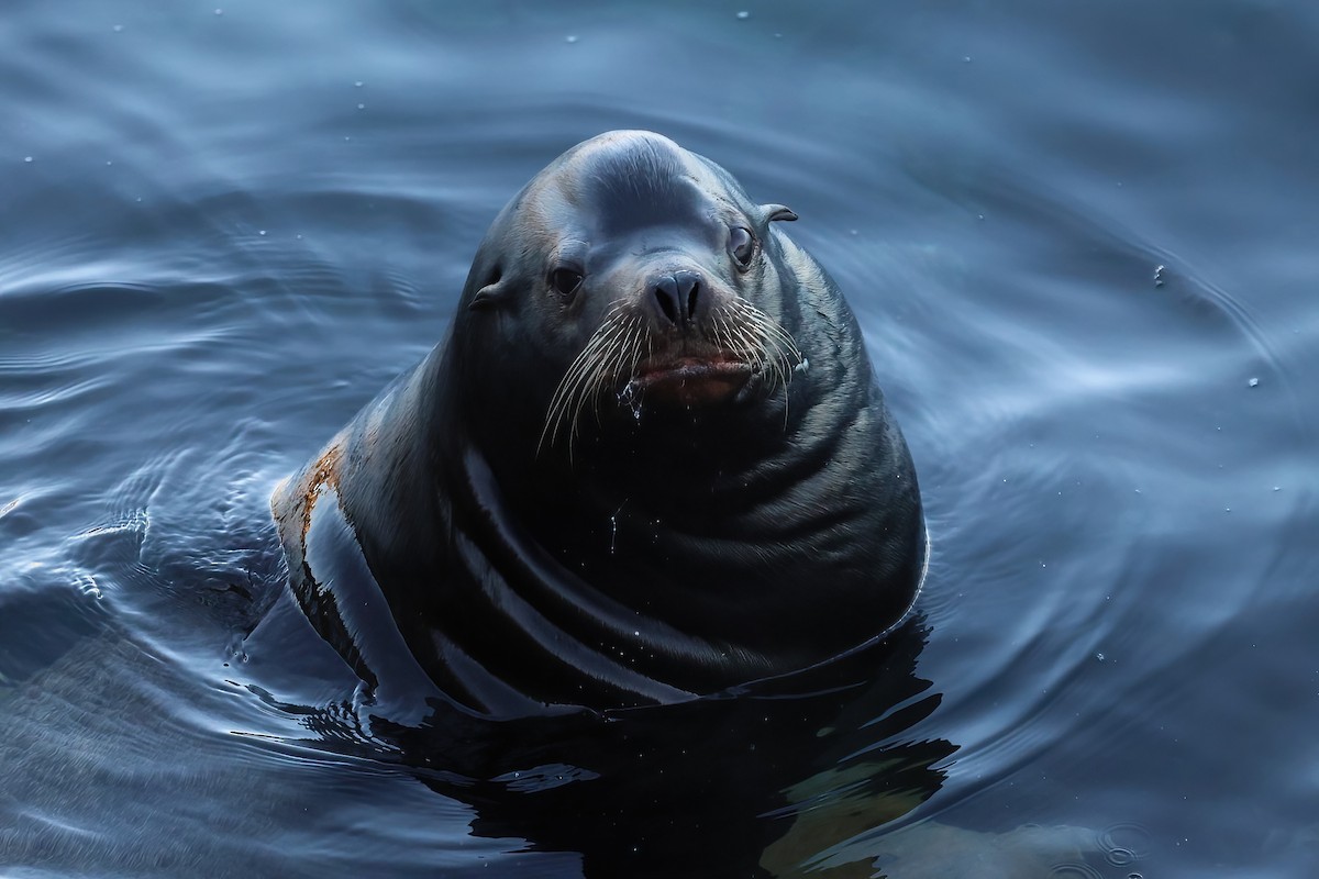 Animals - ML646658043