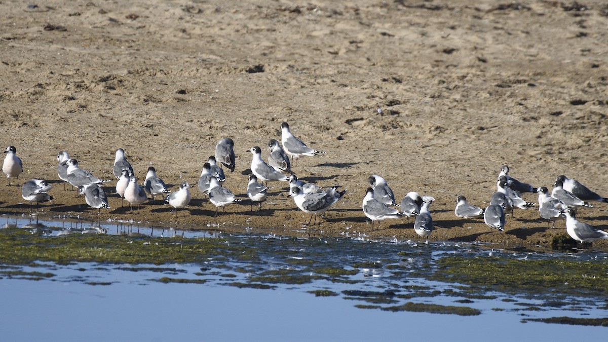 Franklin's Gull - ML646658044