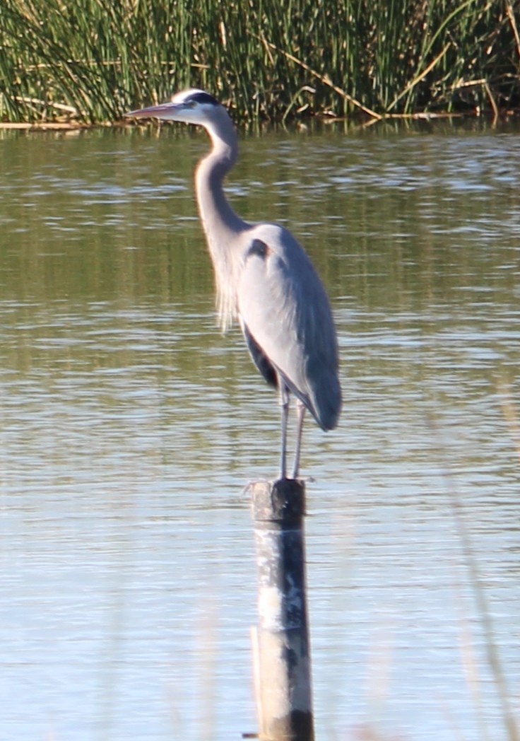 Kanadareiher - ML646658045