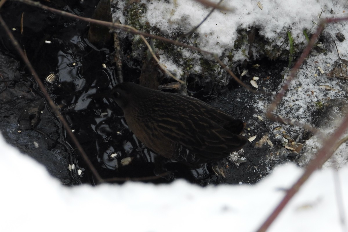 Пастушок віргінський - ML646658046