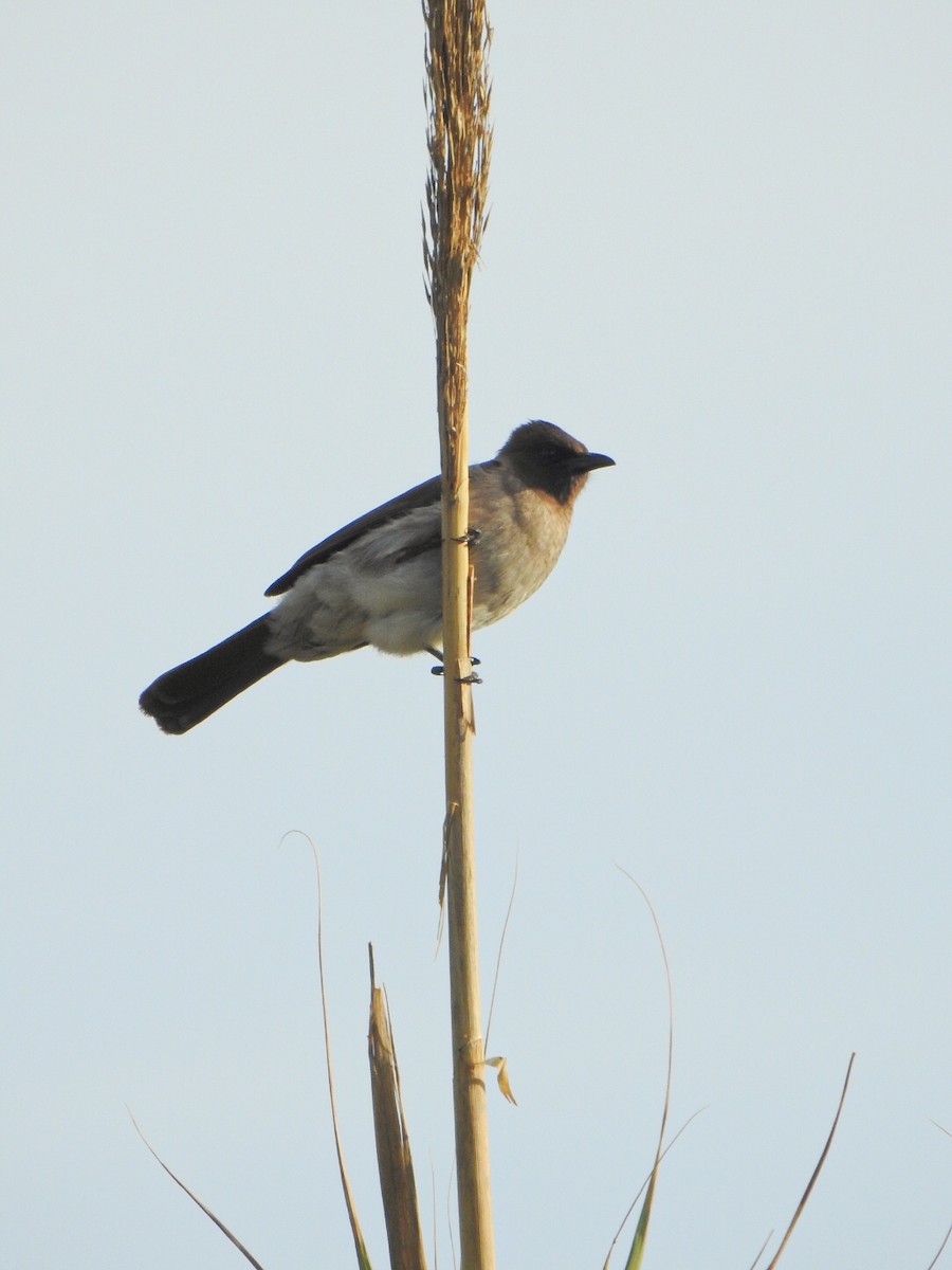 Бюльбюль темноголовий - ML646658047