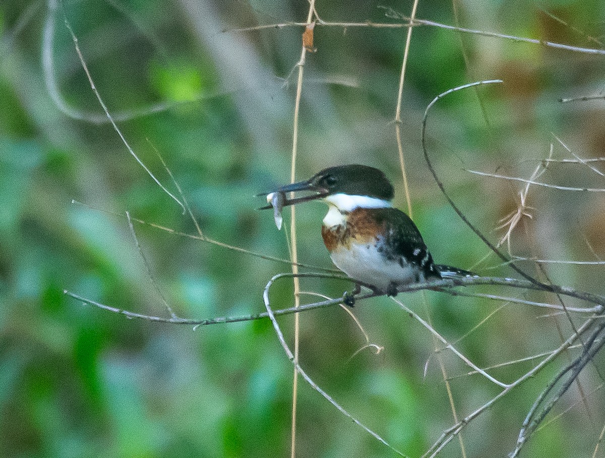 Green Kingfisher - ML646658048