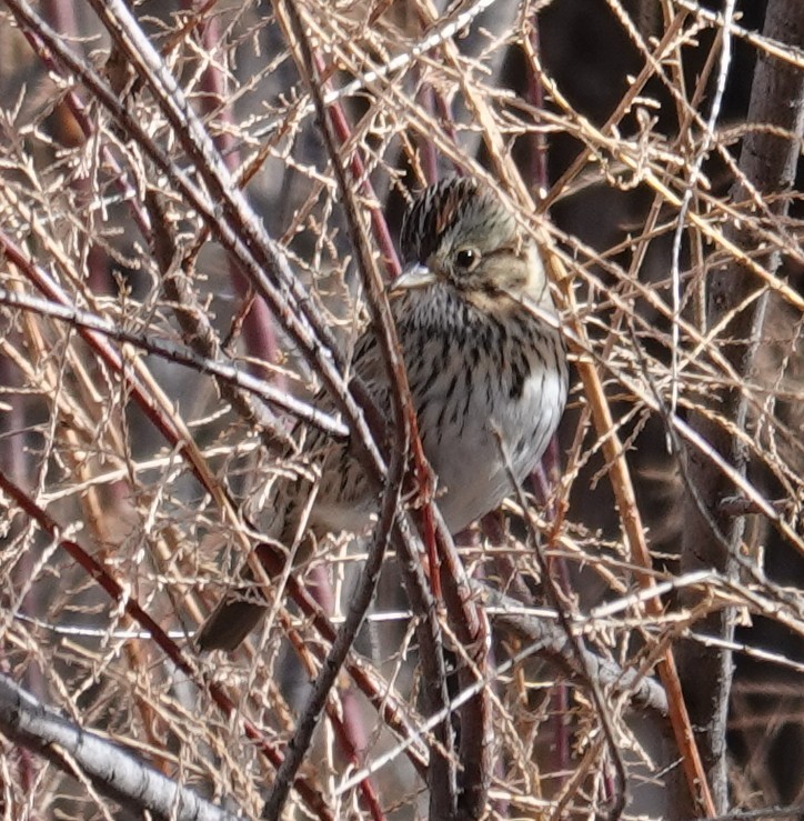 Lincoln's Sparrow - ML646658050