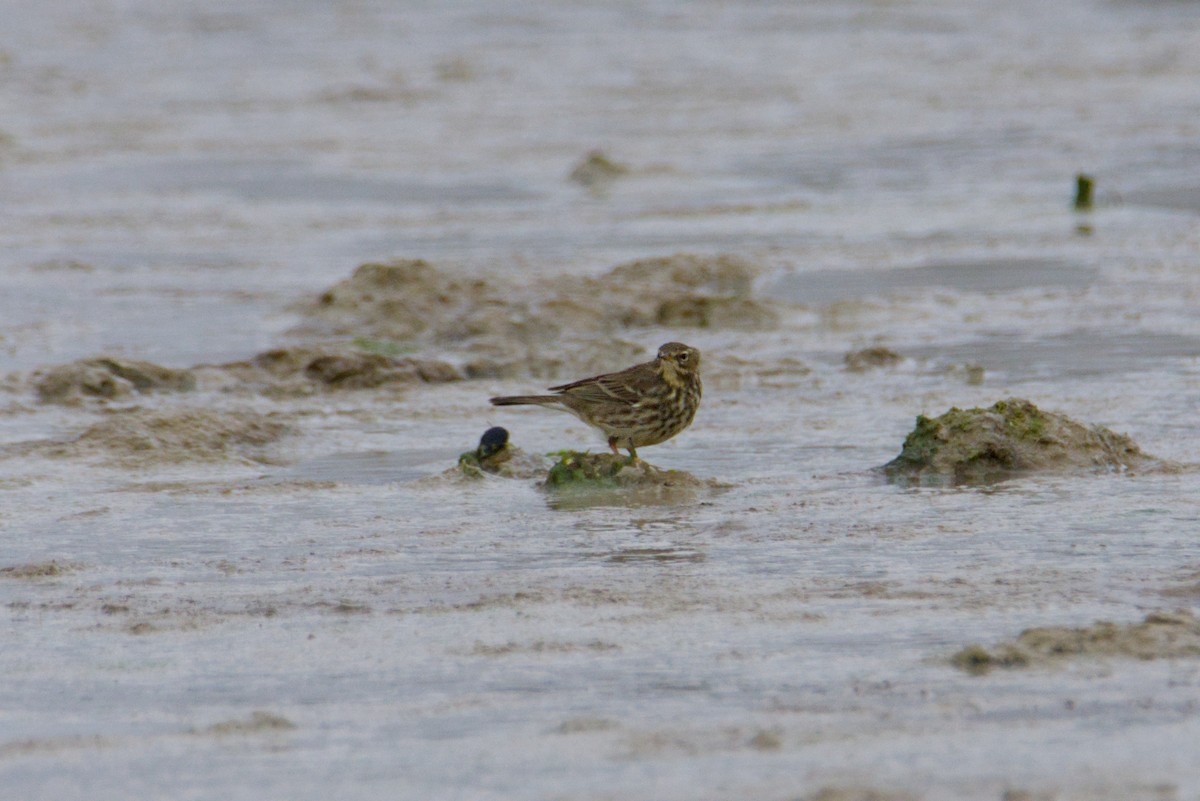 Strandpieper - ML646658053