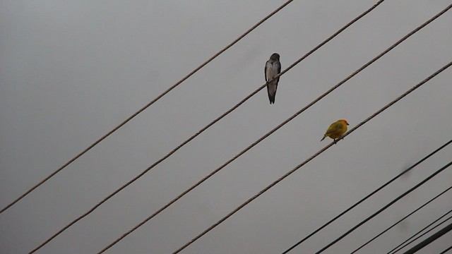 Gray-breasted Martin - ML646658054