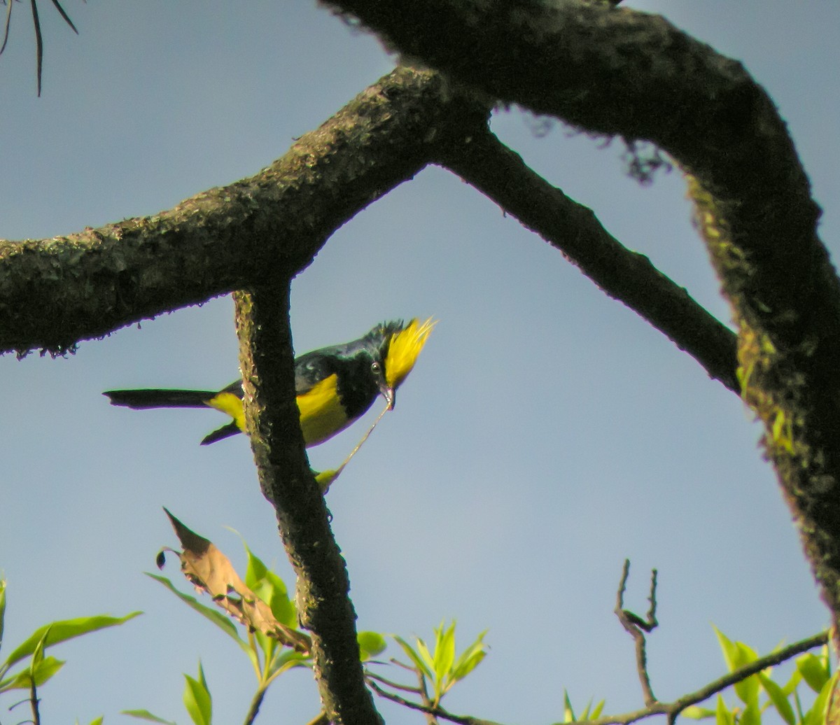 Sultan Tit - ML646658055