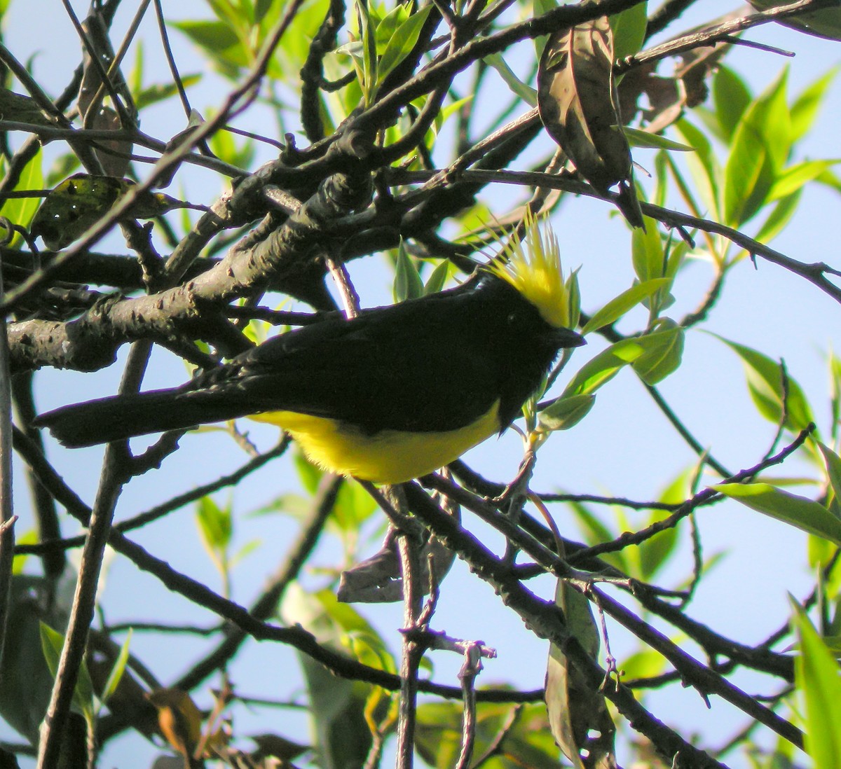 Sultan Tit - ML646658056