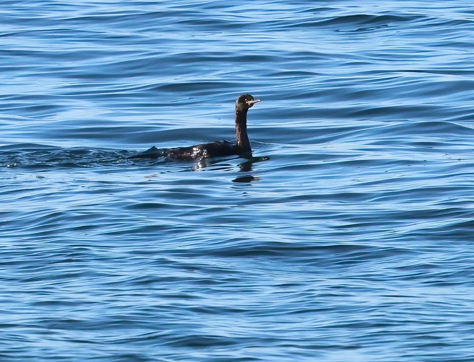 Pelagic Cormorant - ML646658058