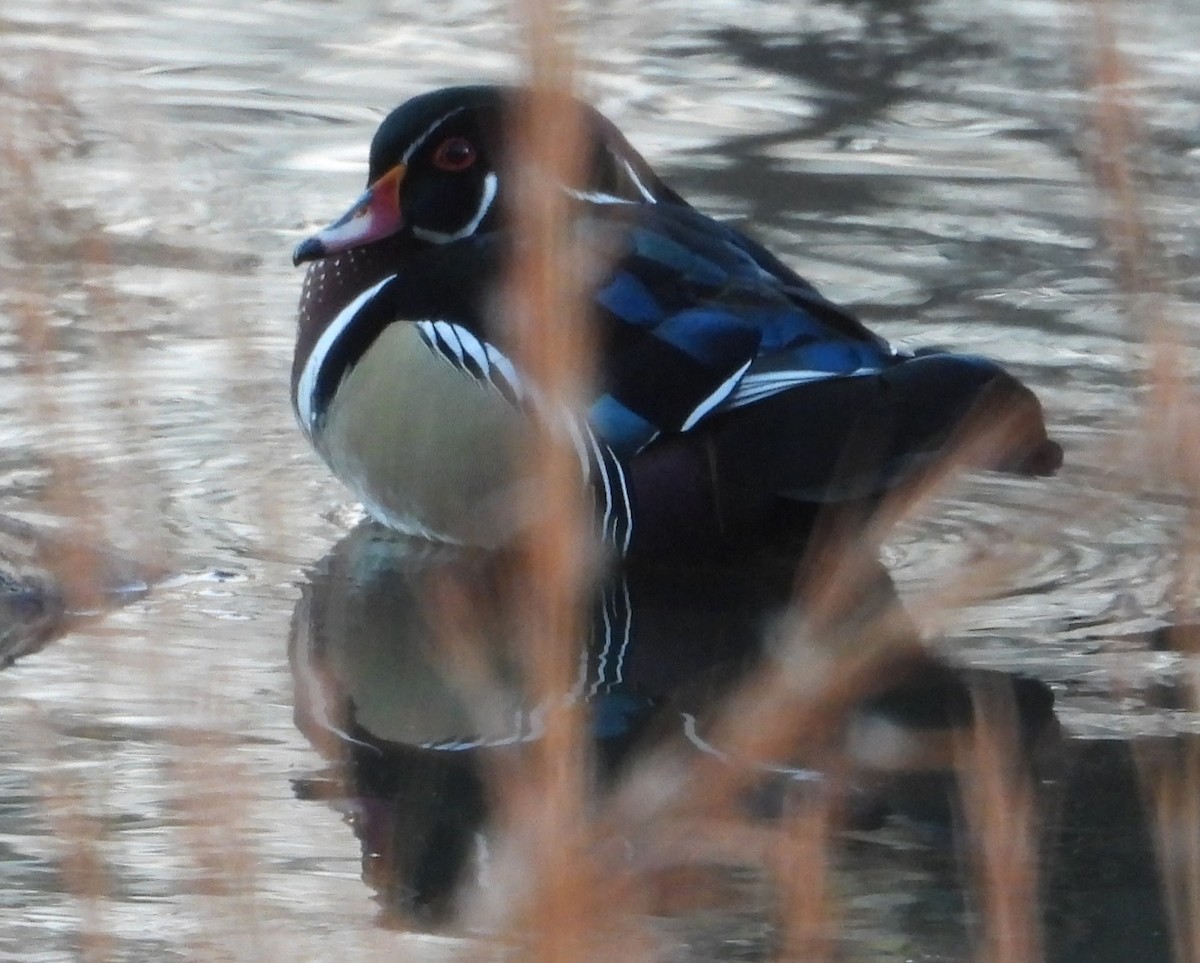 アメリカオシ - ML646658062