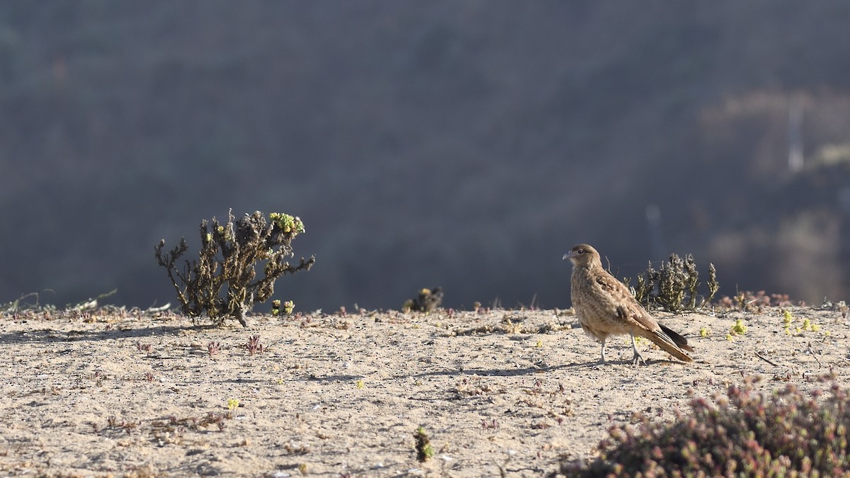 Chimango Caracara - ML646658069