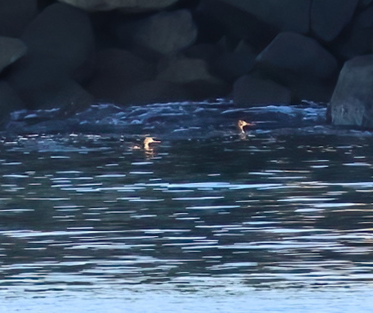 Red-breasted Merganser - ML646658070