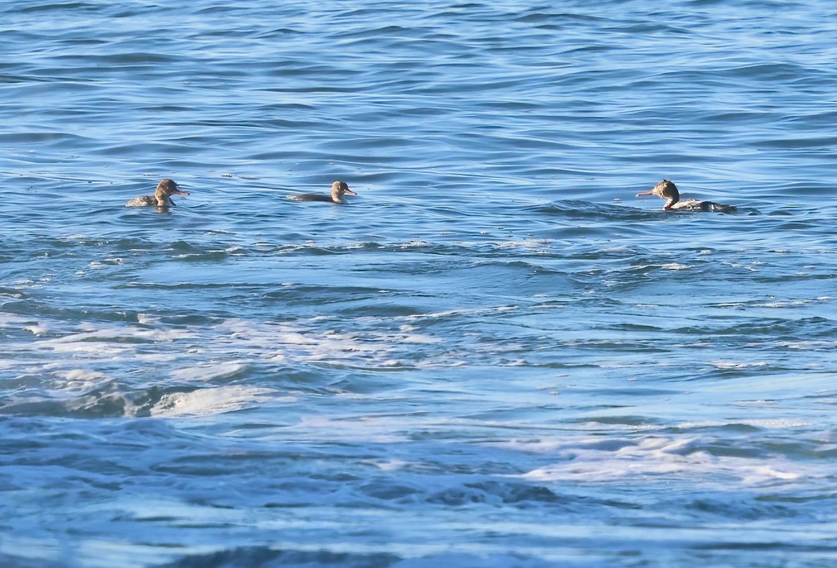 Red-breasted Merganser - ML646658071
