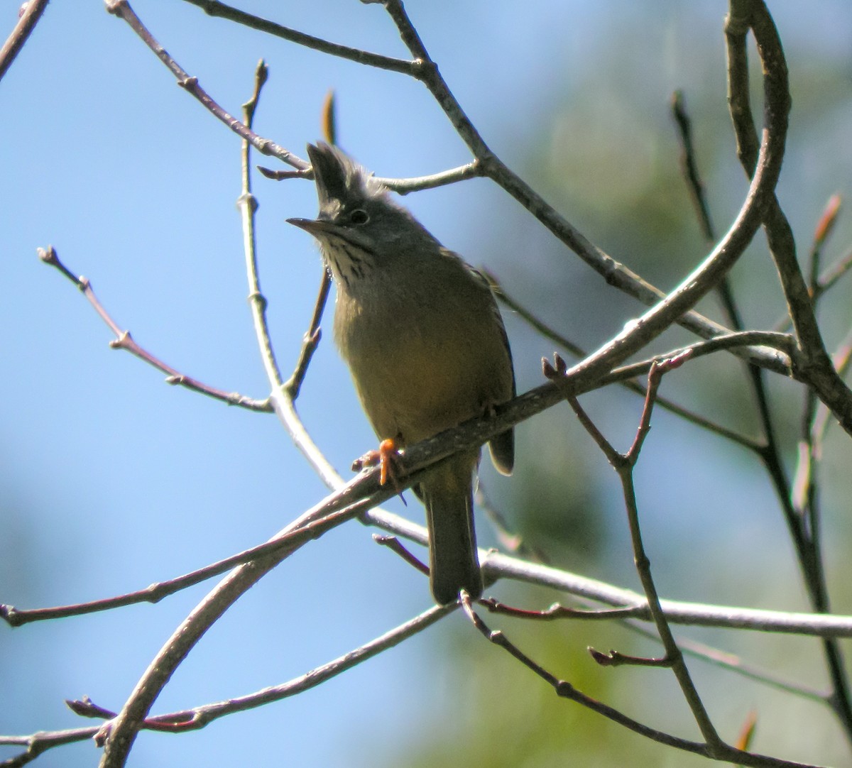 Stripe-throated Yuhina - ML646658072