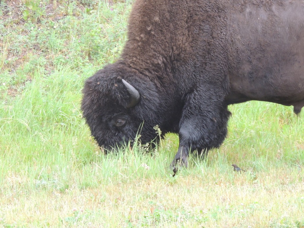 Braunkopf-Kuhstärling - ML646658073