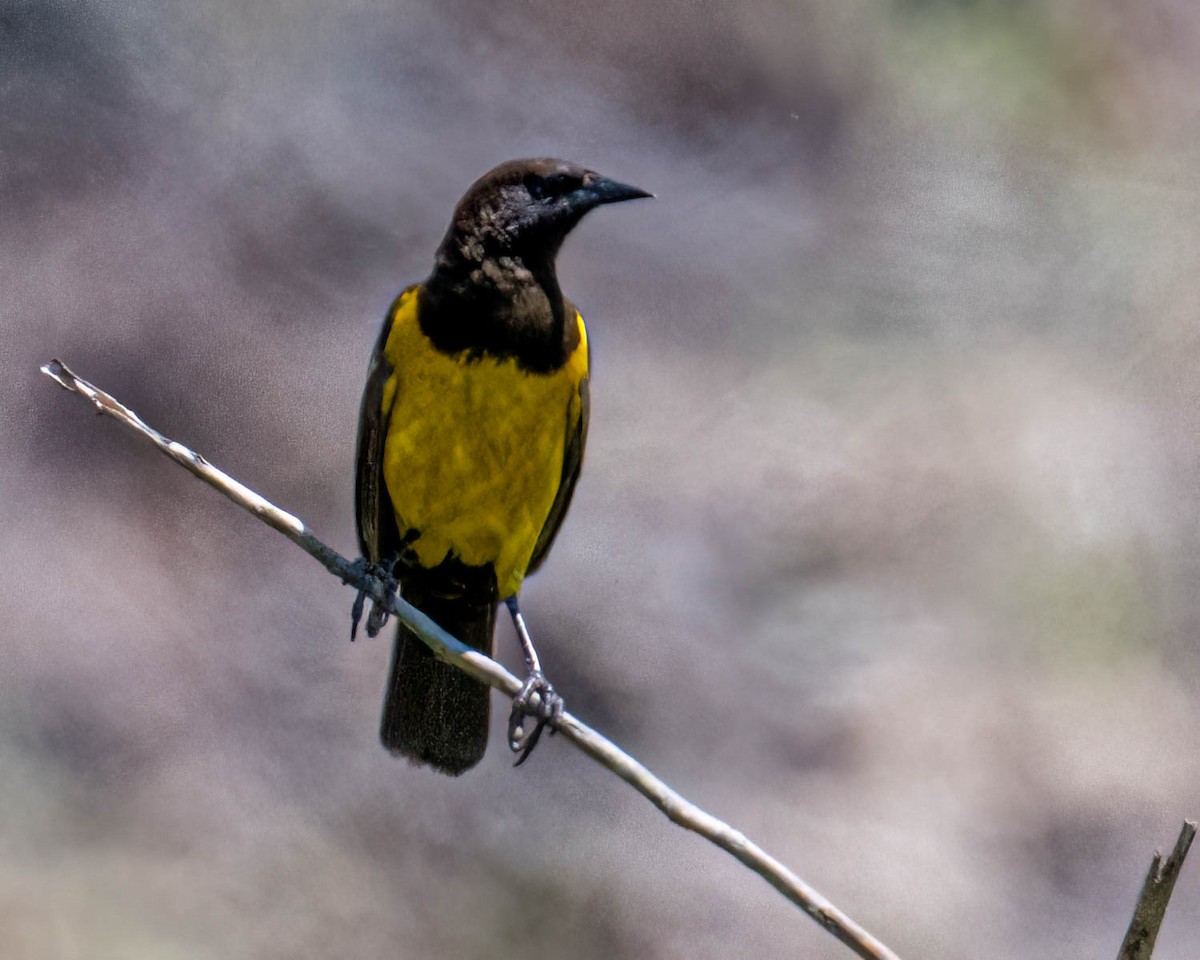 Yellow-rumped Marshbird - ML646658074