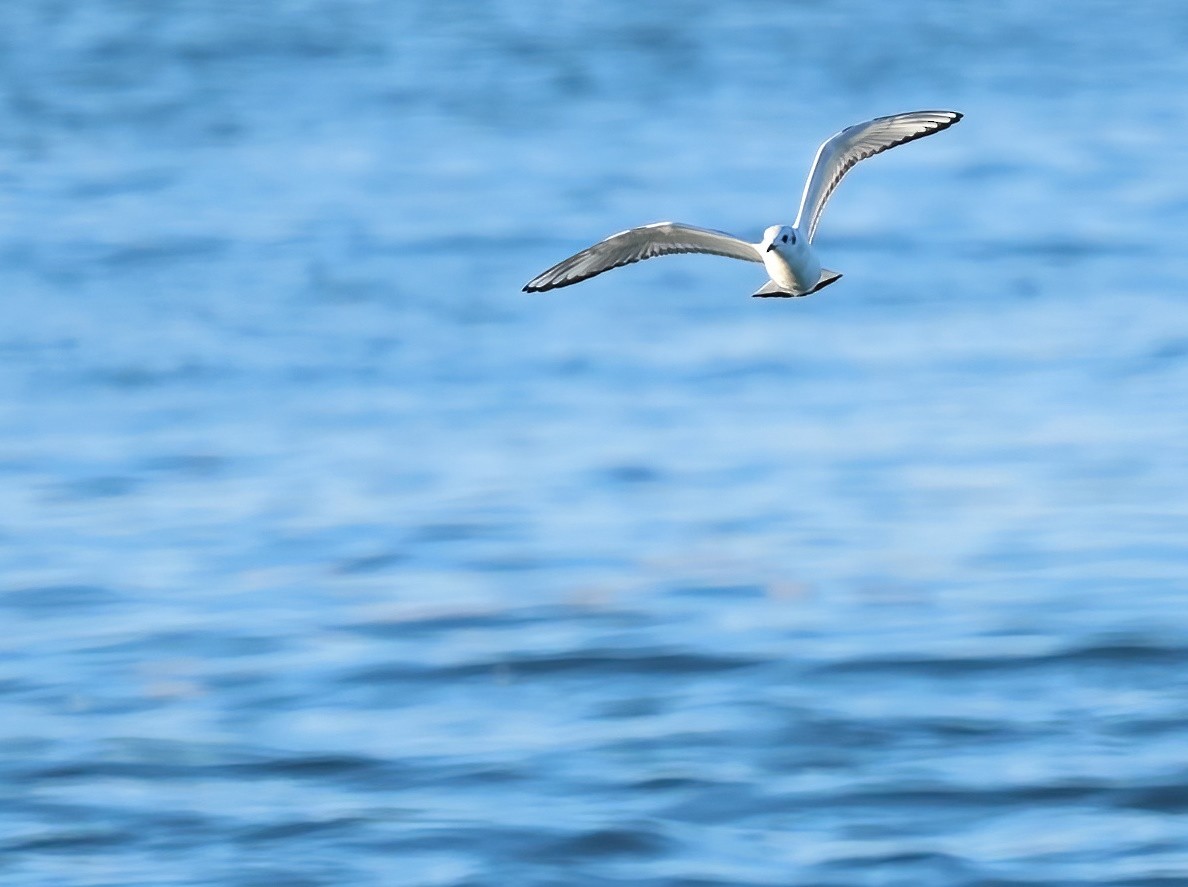 Bonaparte's Gull - ML646658075