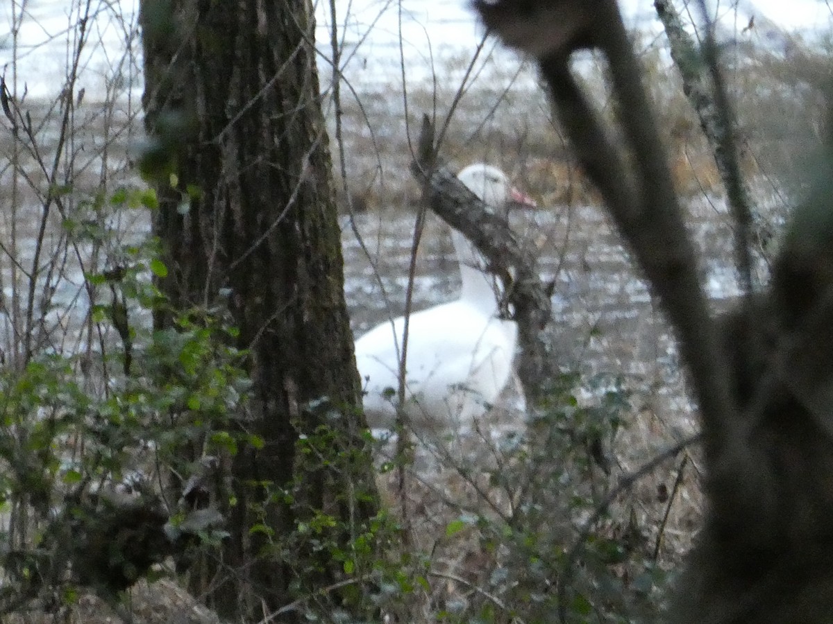 Snow Goose - ML646658076