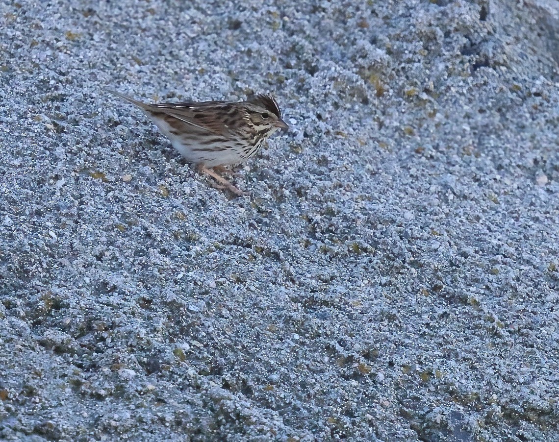 Savannah Sparrow - ML646658084